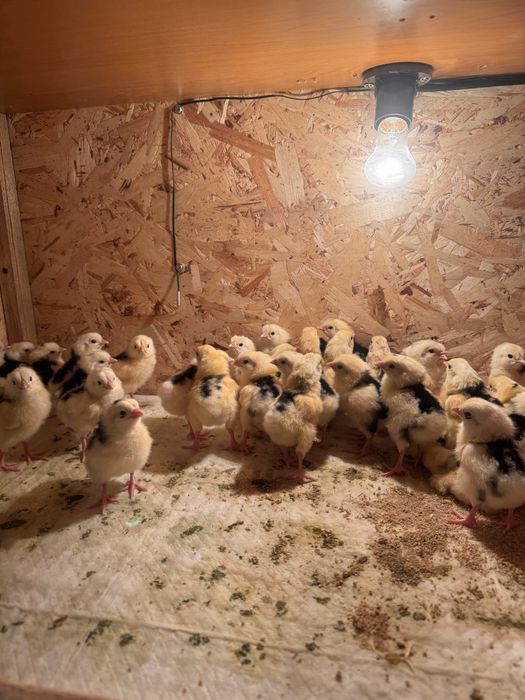 Цыплята суточные