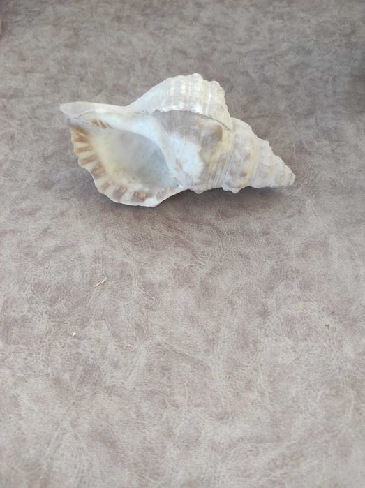 Раковини за декорация