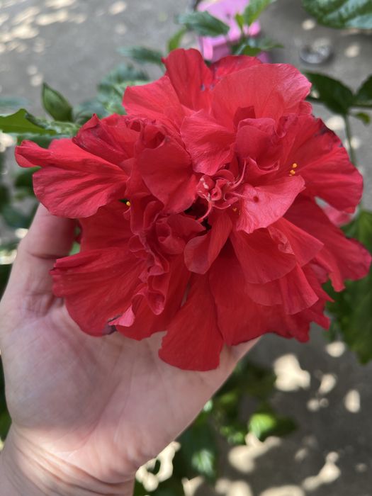 Vand trandafir japonez floare batuta rosie