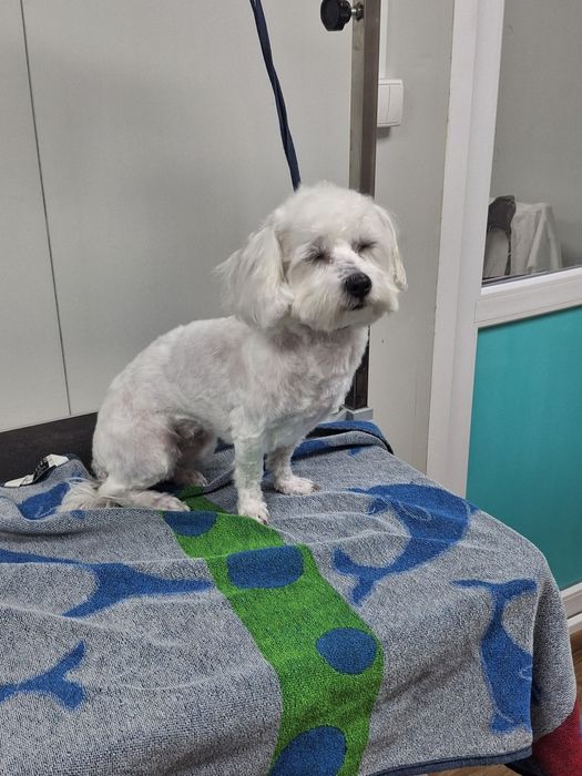 Frizerie canina  Tuns la domiciliu sau salon,Taxi