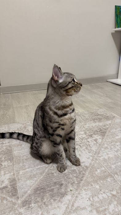 Отлам бесплатно!