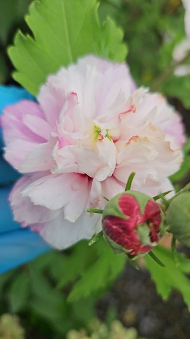 Гибискус древовидный, садовый, махровый - 5 сортов