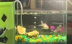 Продам стеклянный прямоугольный аквариум