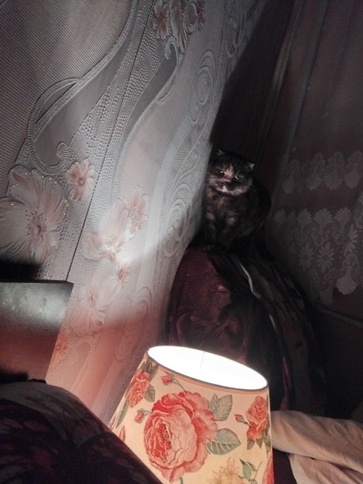 Шотландска клепоуха