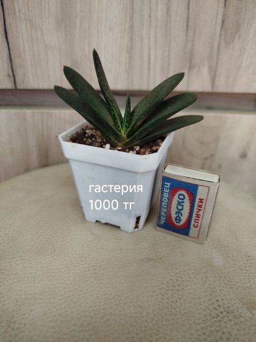 Комнатные  цветы