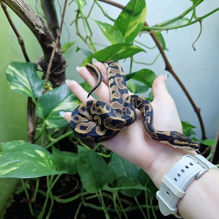 Змеи от 45 тысяч