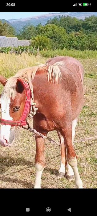 Doresc să vind un mânz sau schimb cu ATV