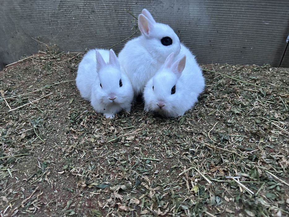 Iepuri pitici ( dwarf hotot)