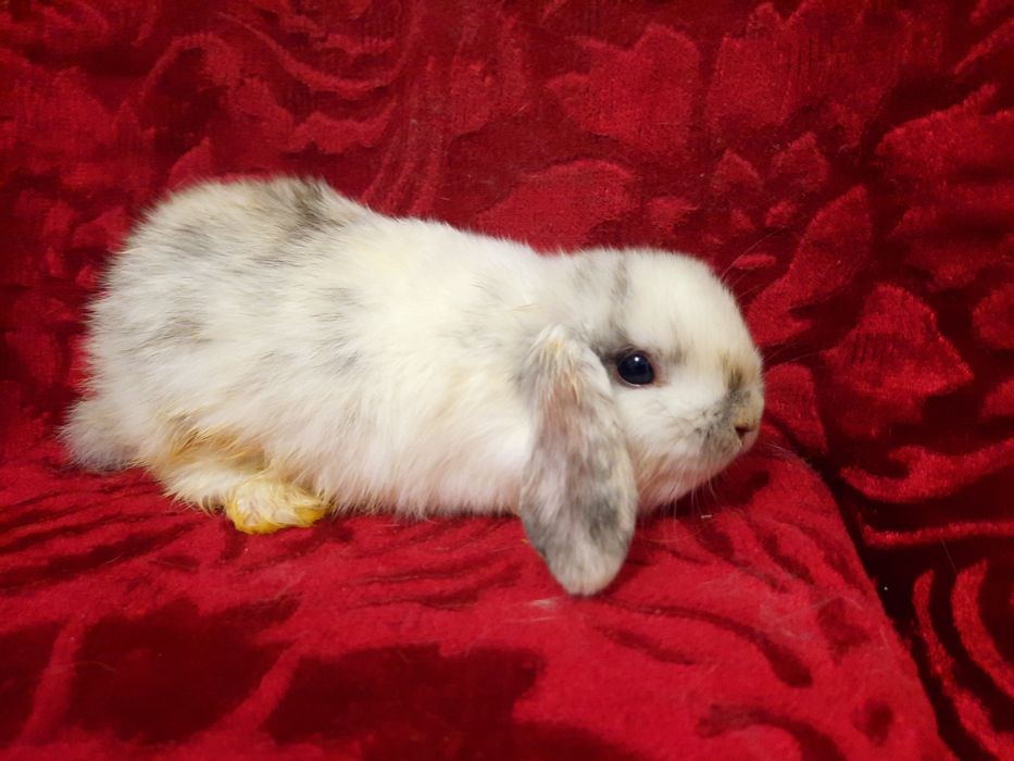 Срочно продаются крольчата.