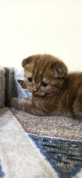 Добрые породистые котята