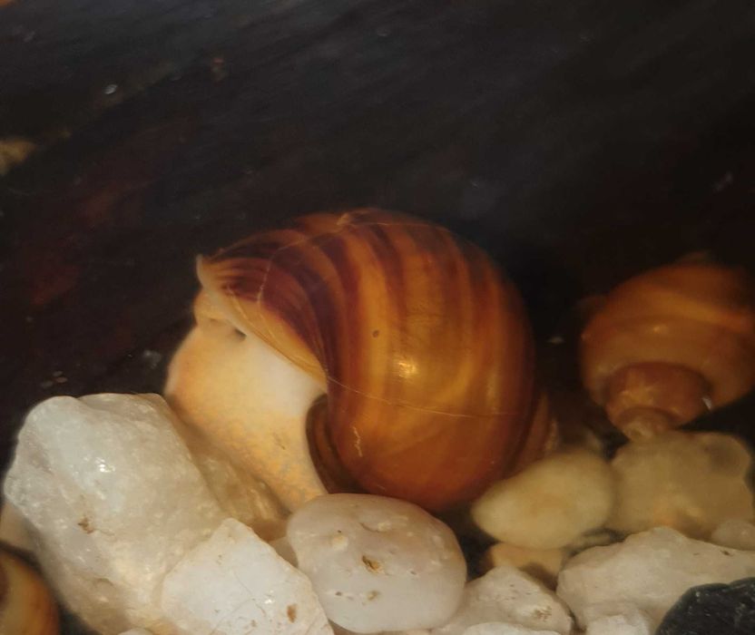 Улитки Ампулярии коричневые