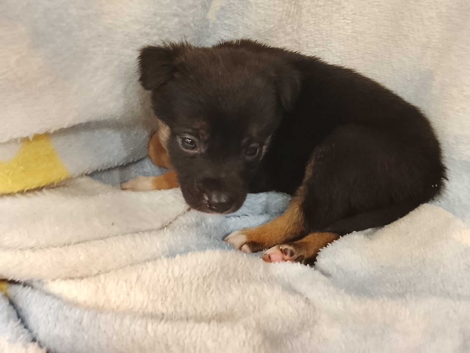 Отдам собаки щенки девочки