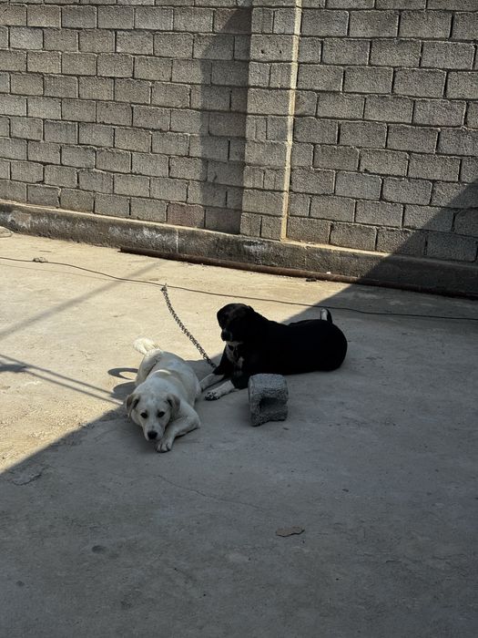 Собака с щенком