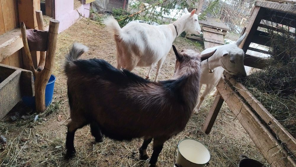 Vând sau schimb cu diverse