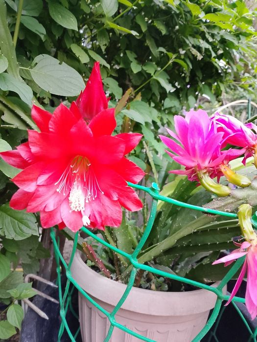 Эпифиллум Акермана