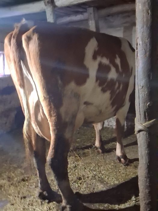 Vand juninca baltata românească a 2a fătare Fatata de 5 săptămâni