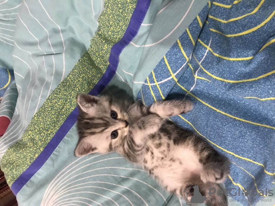 Котята фолд и страйк девочки