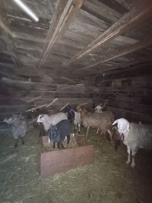 Продам баран и козы