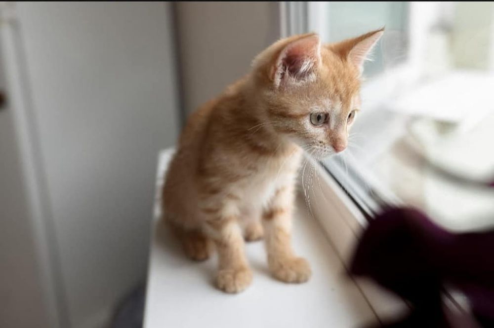 Котята/ mushuk bolasi