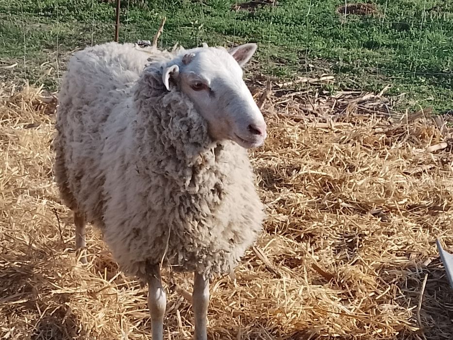 Berbecuți de vânzare