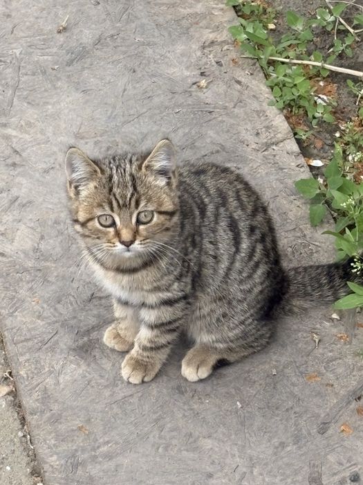 Котенок - тигренок