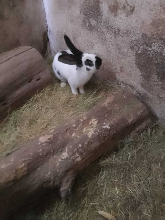 Vând pui de iepuri și un mascul