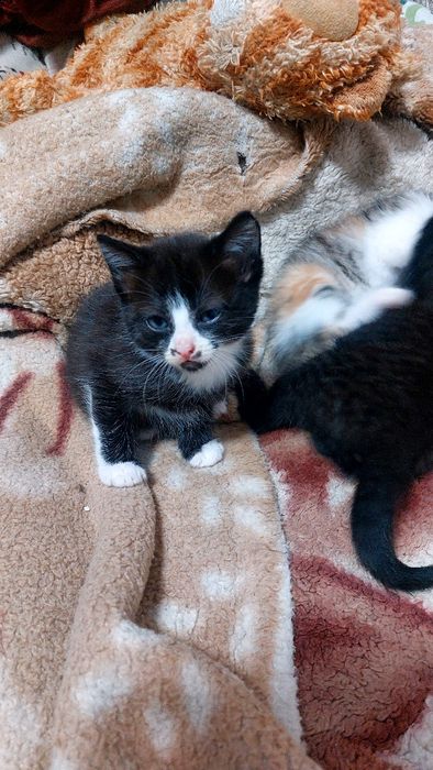 Отдам в хорошие руки котят