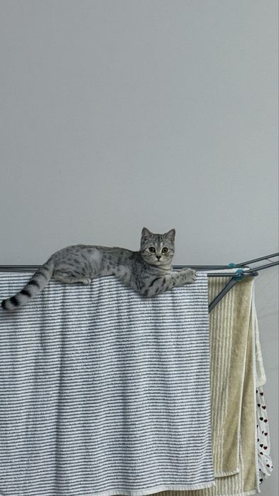 Шотландская прямоухая