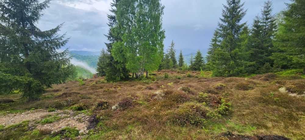 Teren Apuseni cota  1000m,