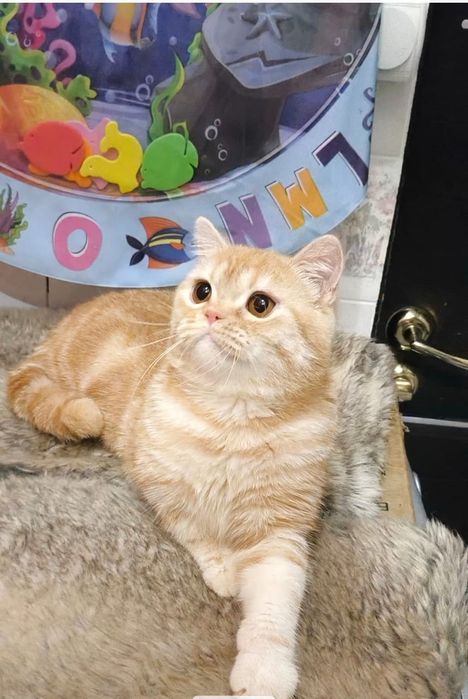 Шотландский котик из ПрофПитомника