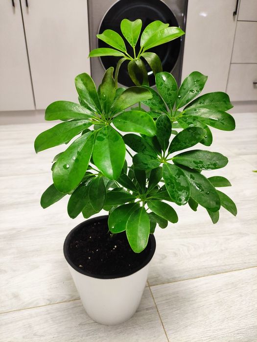 Распродажа декоративных комнатных растений