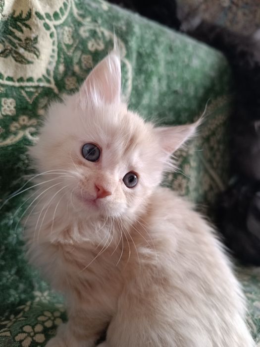 Бронь.Свободен Полидакт котик Мейн Кун.