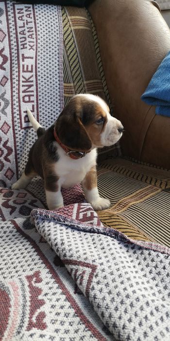 Femeluta din rasa beagle cu certificat pedigree