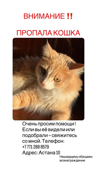 пропала кошка девочка