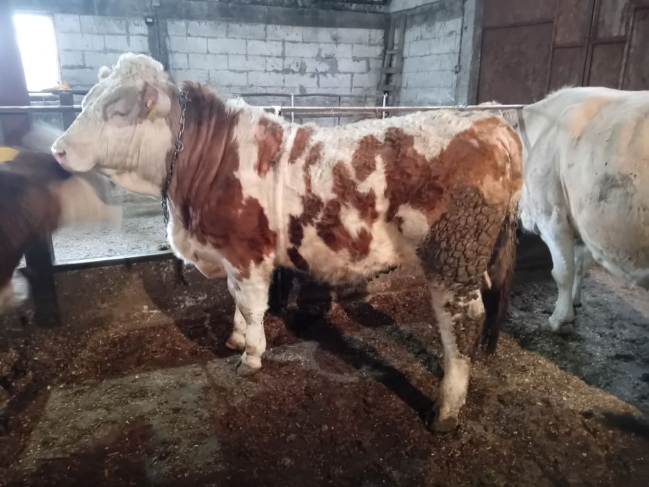 Taur cu certificat de originr