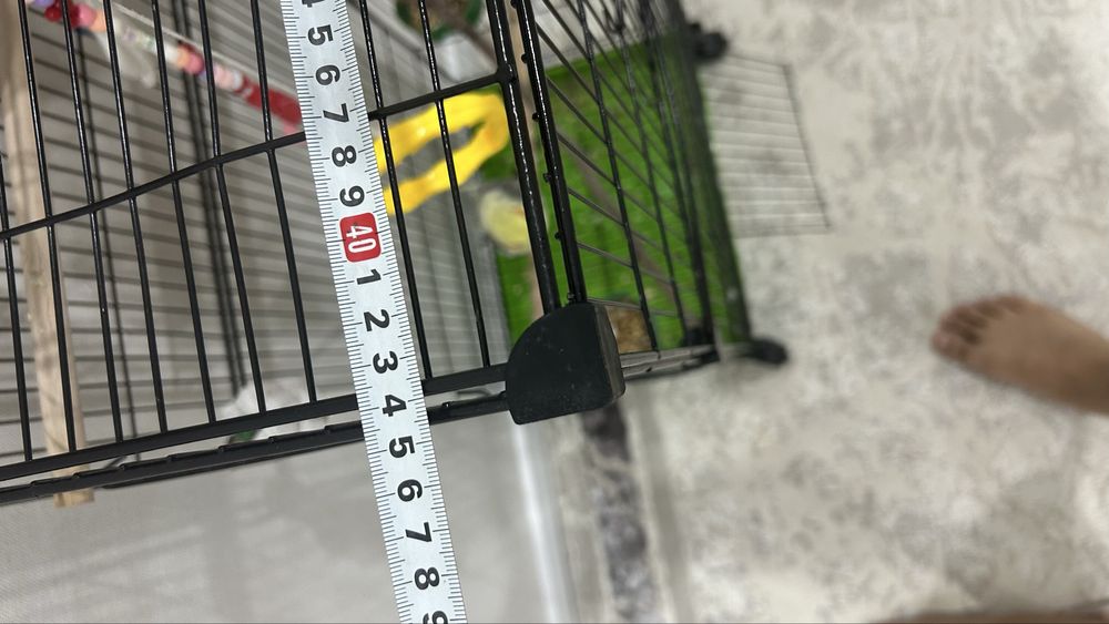 Попугай корелла вместе с клеткой