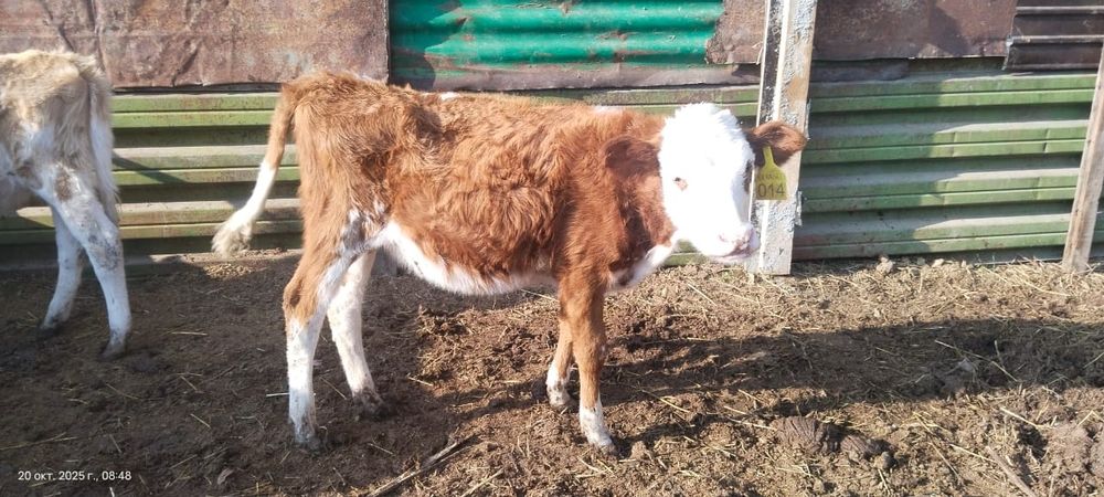 Продам четверо телят