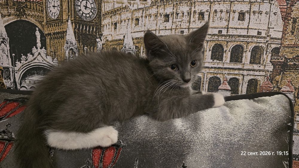 Отдам котят девочки