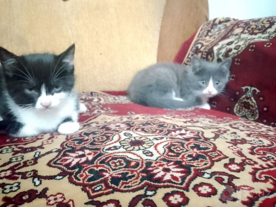 Отдаю котят бесплатно, домашние приучены к лотку, лоток и корм тоже