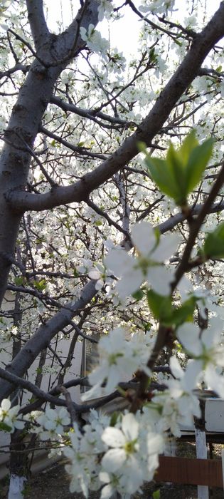 Продаётся 3-х комн газиф дом