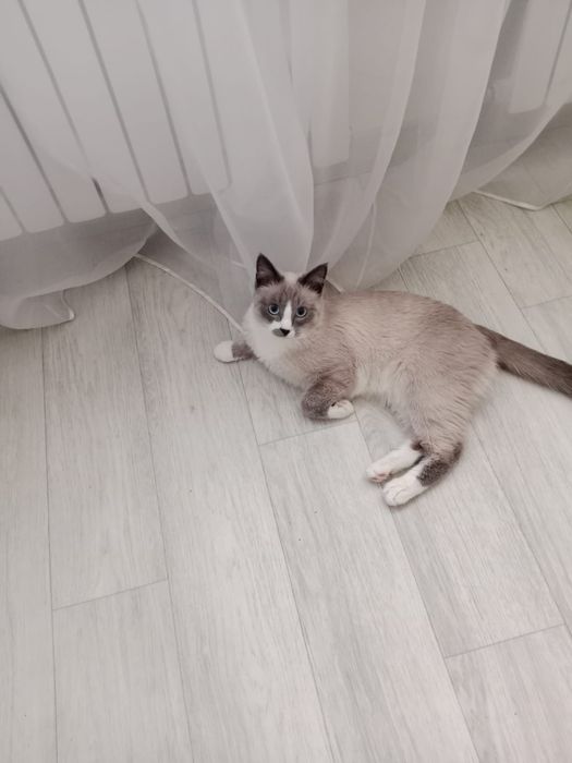 Отдам молодого котика