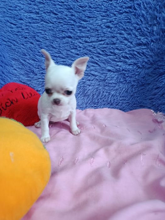 Щенок чихуахуа мини