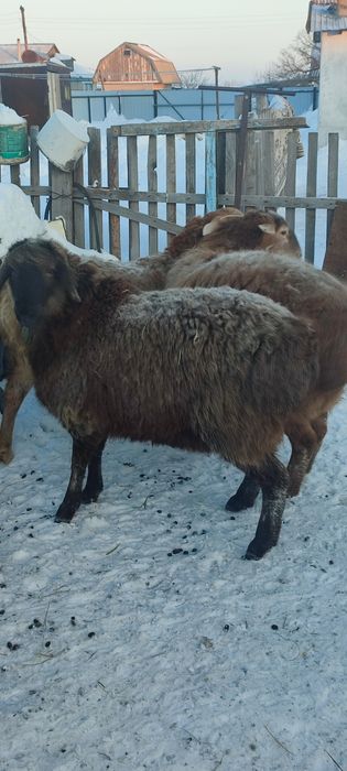 Продам баран овцы