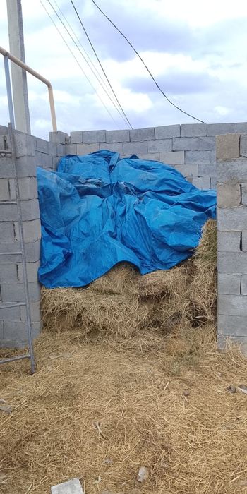 Жоңышқа сатылады