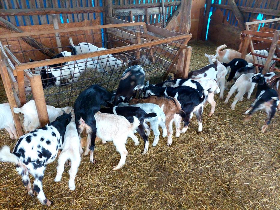 Ieduțe și iezi din capre foarte bune de lapte și țap Anglo-Nubian