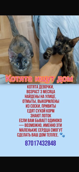 Отдам котят в хорошую любящию семью