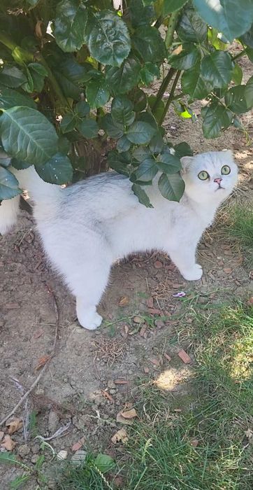 Baiat superb scottish fold cu pedigree