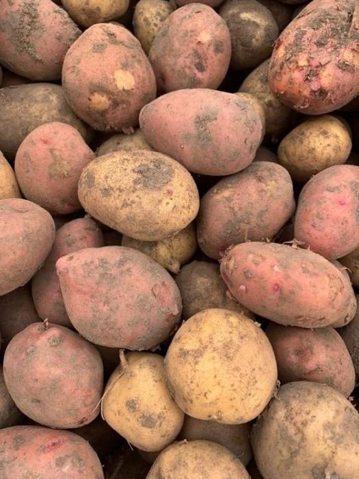Продам картофель