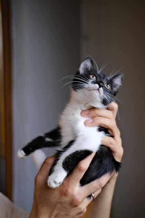 Котенок-девочка в добрые руки