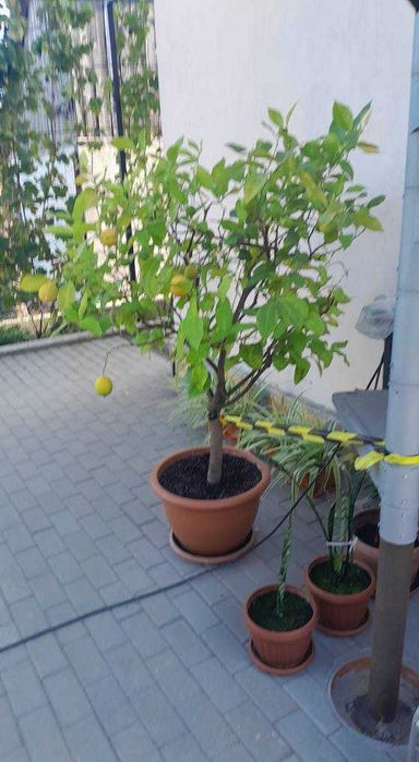 Vind LAMAI  ALTOIT  cu fructe tot anul .